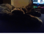 Cat on a chair