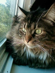 All about cat