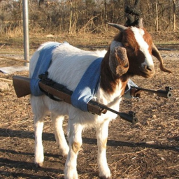 goat warfare