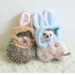 Aestetic_Hedgehog