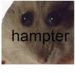 Hampstres united