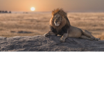 ~Animal World's Group~