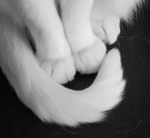 ʚɞ Velvet mirage ʚɞ