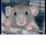 The rat group of rats
