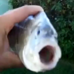 killer fish from san diego