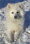 animal caring group