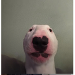 Dogs are the way