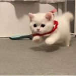I love cats der Cats gruppe