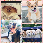For people who love dogs and puppies <3