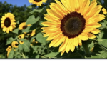 Flowerclub_
