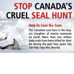 Protect The Seals!