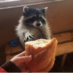 RaccoonGang