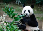 PANDASSS