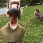 A Group EEEE WAH QUACK WOAH YEEEE HAWWE