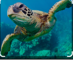 Visco gurl #Save the turts #save the frogs