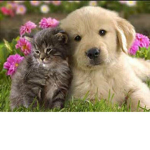 Kitty and puppy fam!