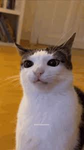 behold, the cat group.