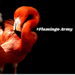 #Flamingo Army