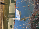 Budgie123_forever