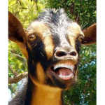 screaming goats and noobs