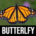xxxbutterlfyxxx