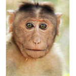 be a monkey with me