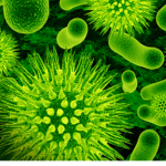 germ