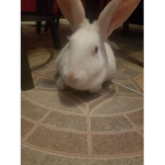 CerealBunny Studios