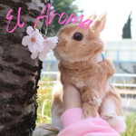El Aroma