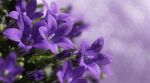Lidya's flowers