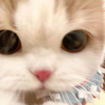 *~CATS~*