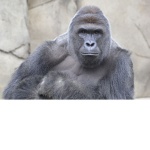 The Harambe Gang
