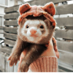 Ferret_are_cute