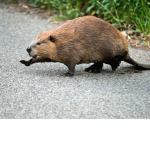 The Beaver's
