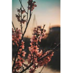 Flowers :) army