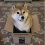 shiba aesthetics