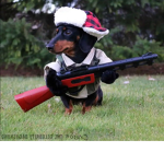 Funny Dachshunds