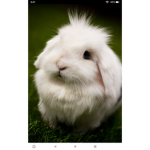 Kayla the cute bunny