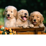 ♥ Golden Retrievers ♥