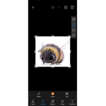Thebumblebees