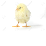 chicken squad: ultimatum