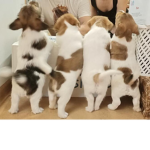 Jack Russel Squad