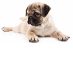 DOG COOL YASS