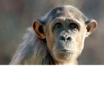 Sniper Monkey Studio
