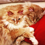 I love my cat Fluffy
