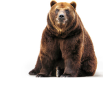 The bears 1234