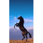 Horselovergroup