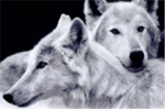 The Wolves of Slough Creek.