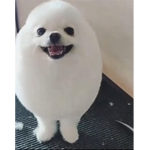 Master egg dog