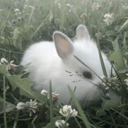 ♡⋆˚࿔ ꒰ᐢ. .ᐢ꒱ ✮⋆˙